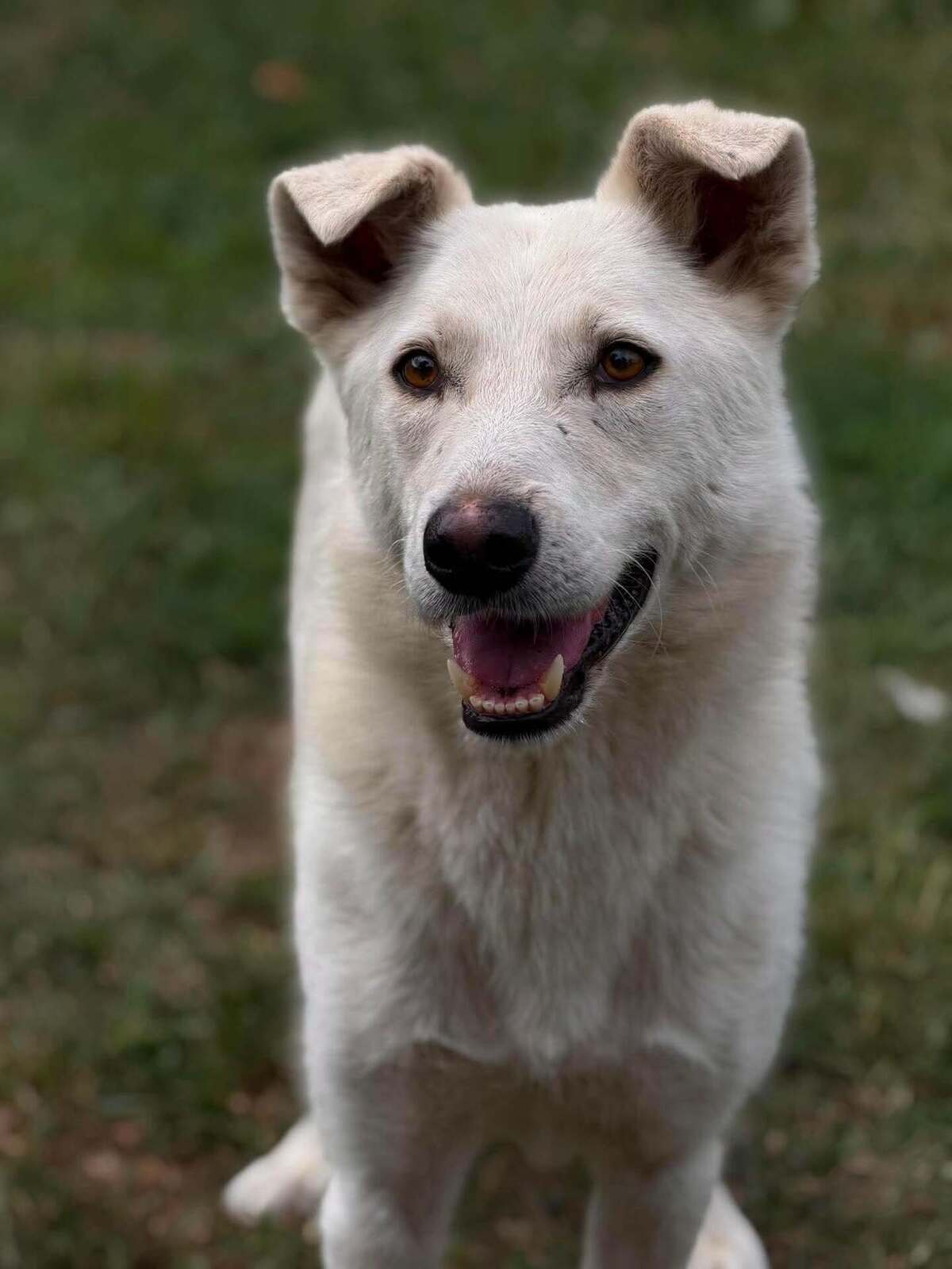 Adoption Polar