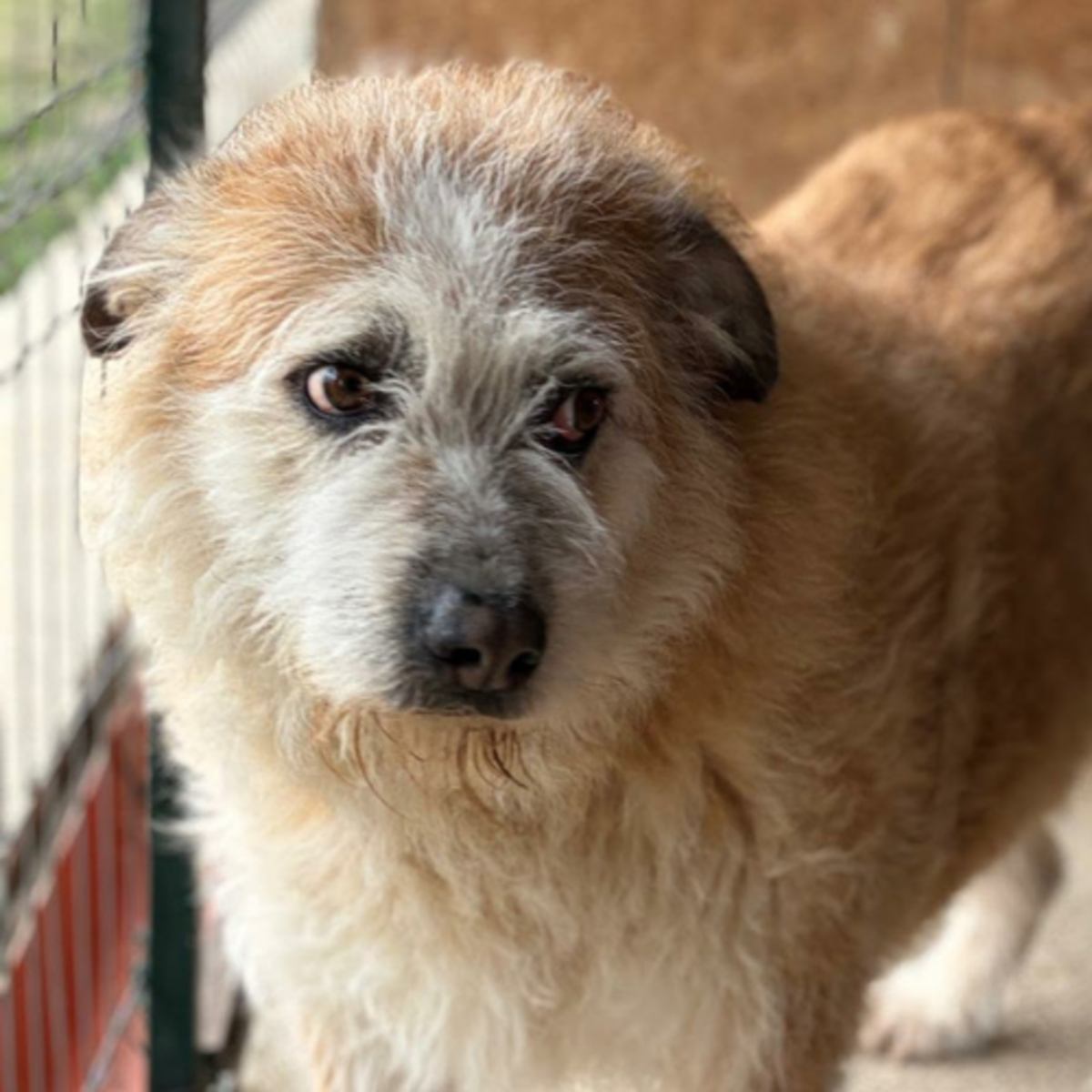 Adoption Polux