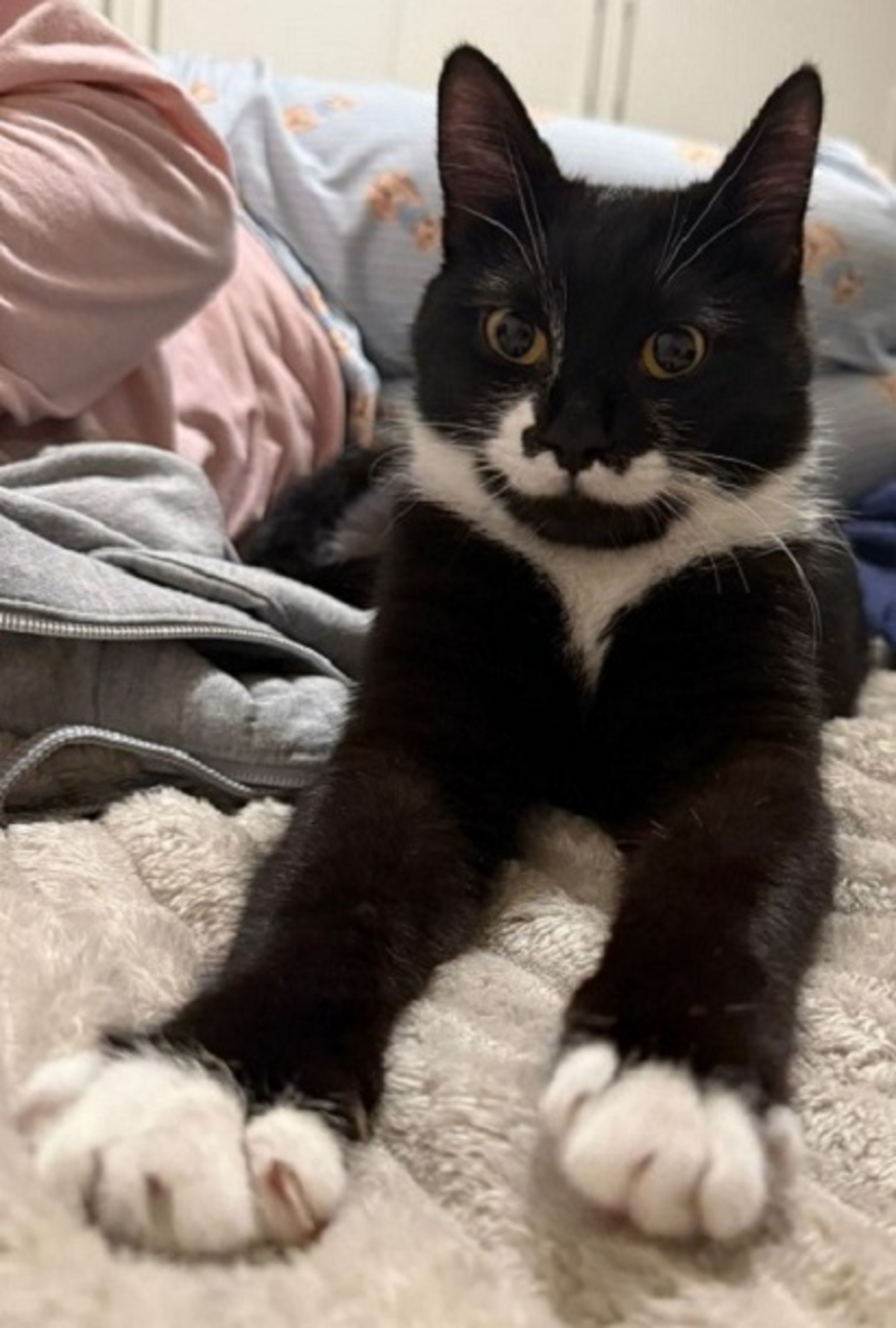 Adoption Pepper