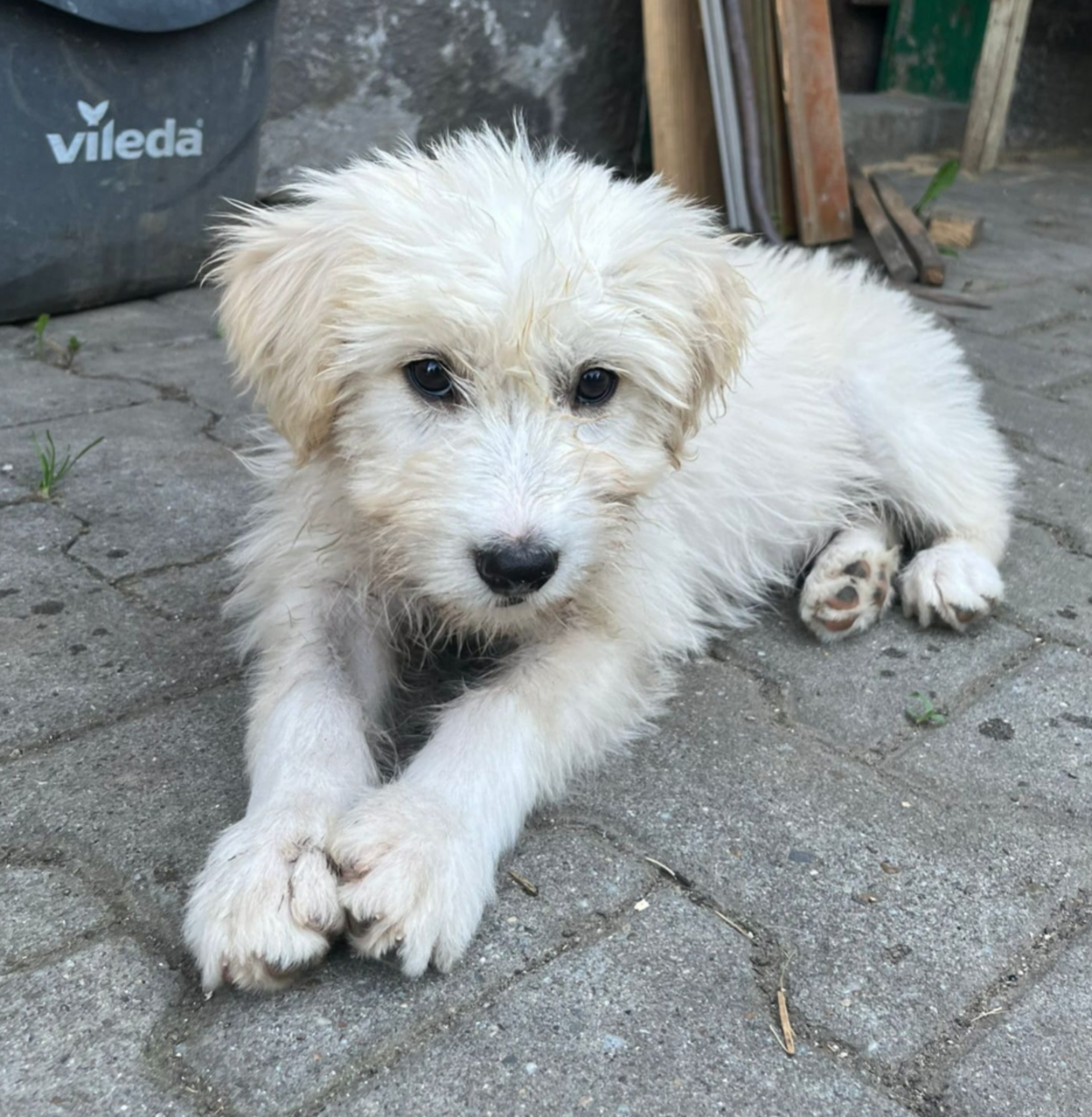 Adoption Eira