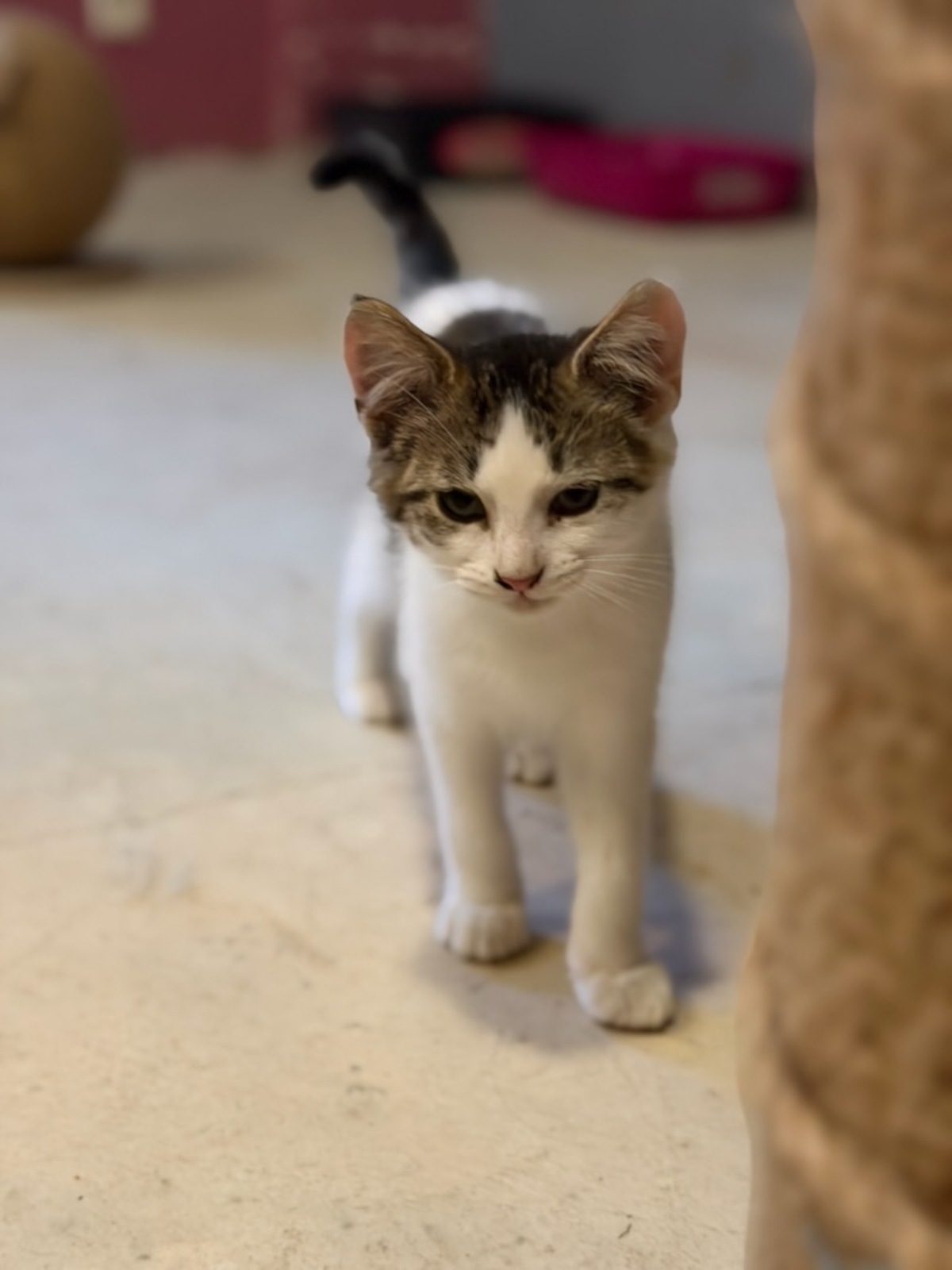 Adoption Billy