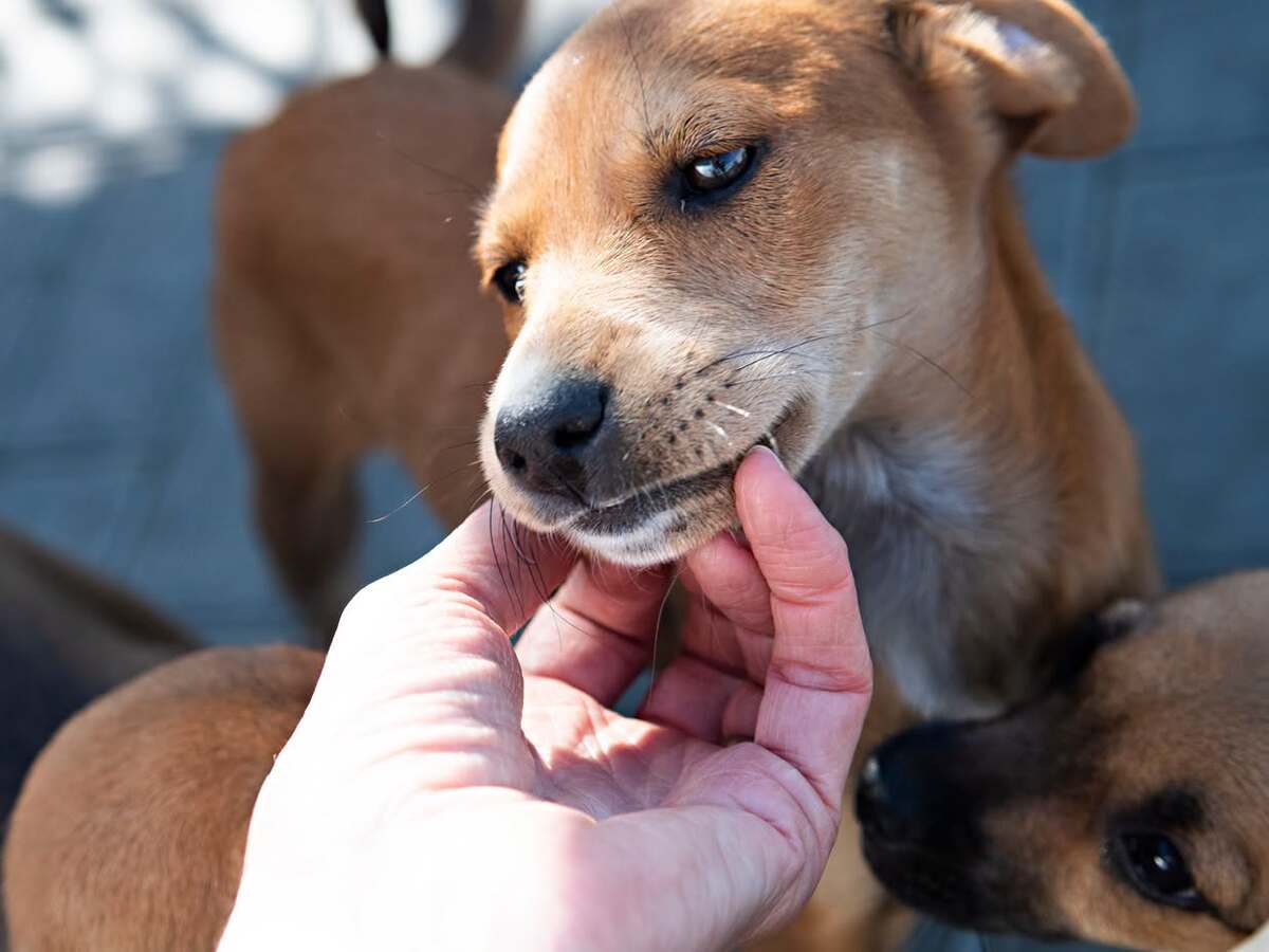 Adoption Jilina