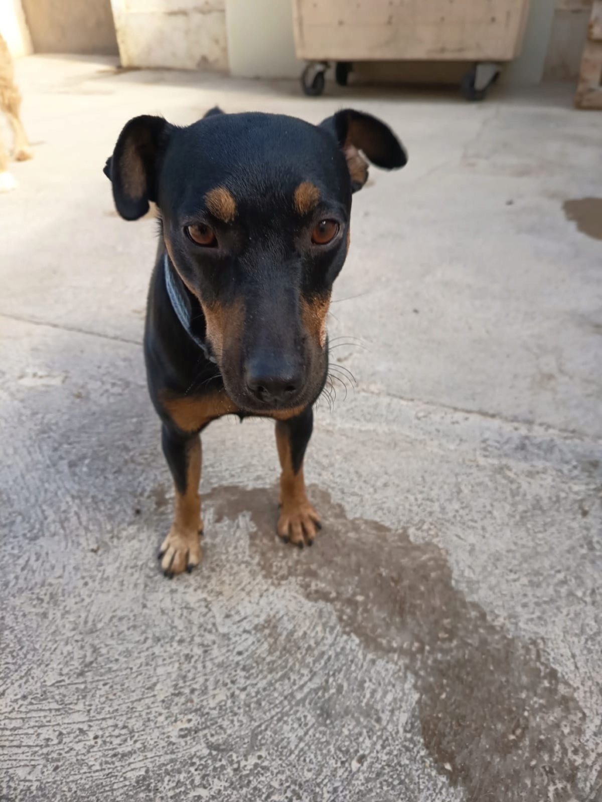 Adoption GALLETA