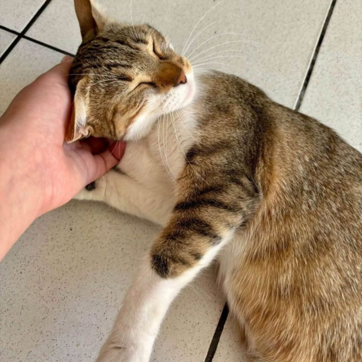 Adoption Bonnie 