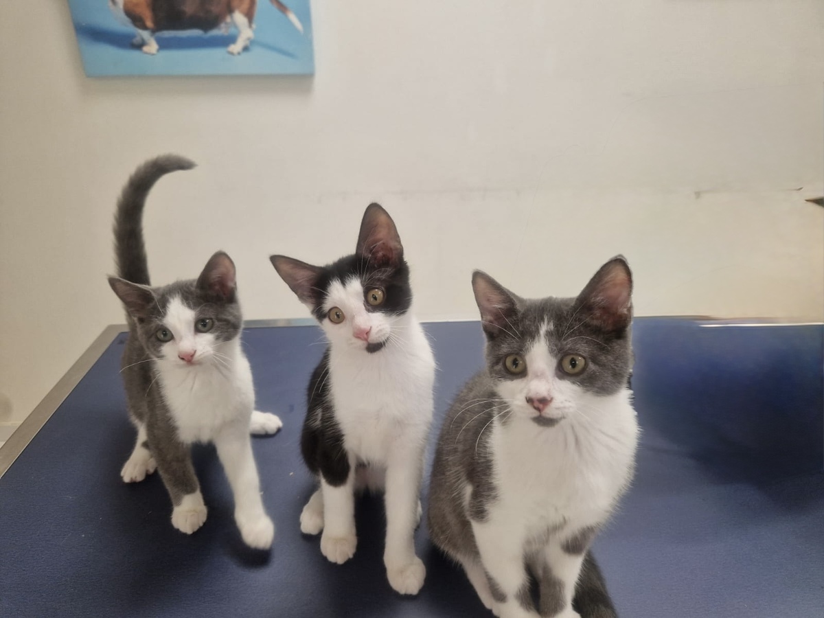 Adoption Lya