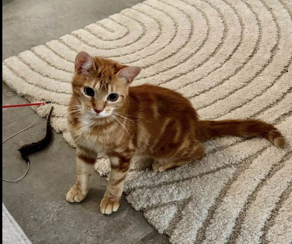 Adoption COGNAC 
