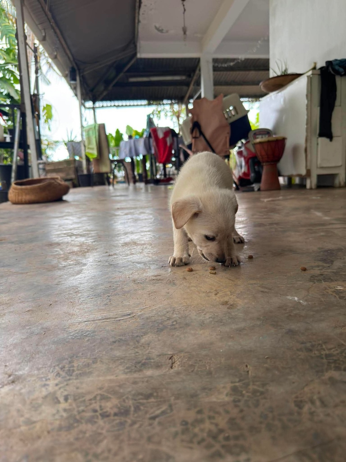 Adoption Aslan