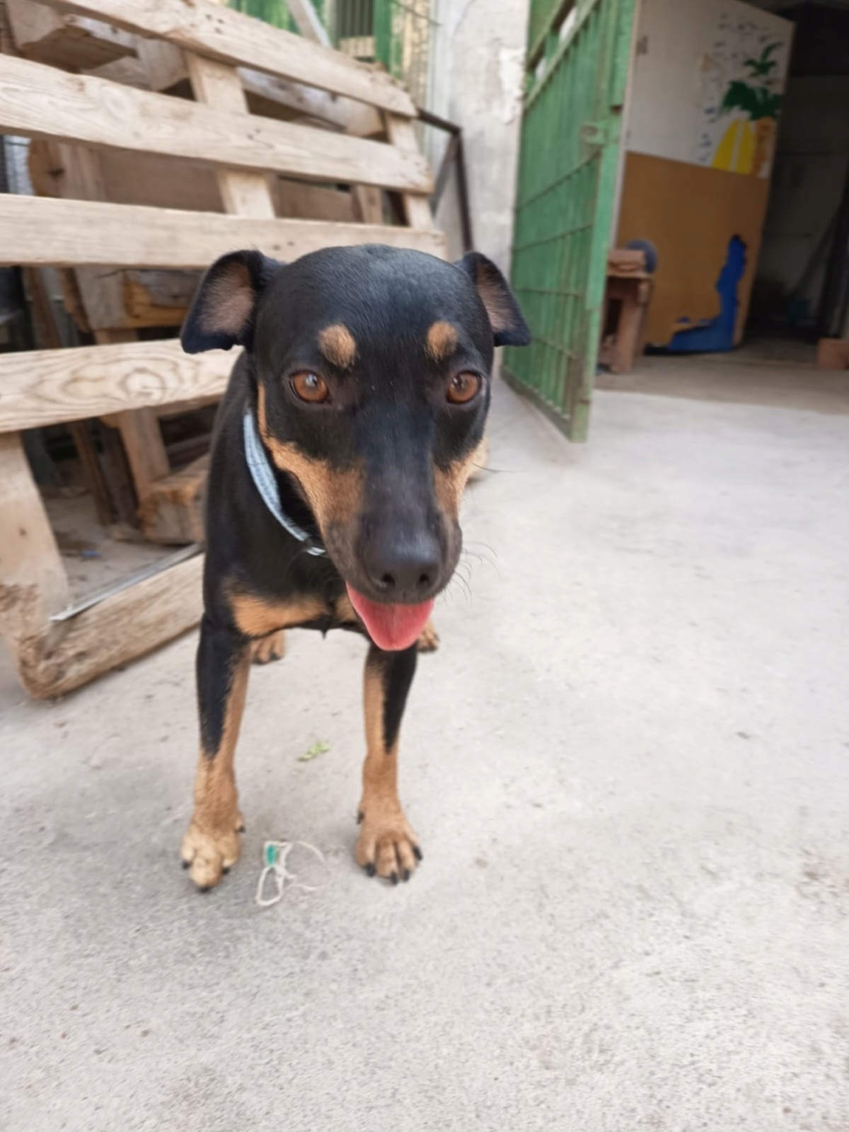 Adoption GALLETA
