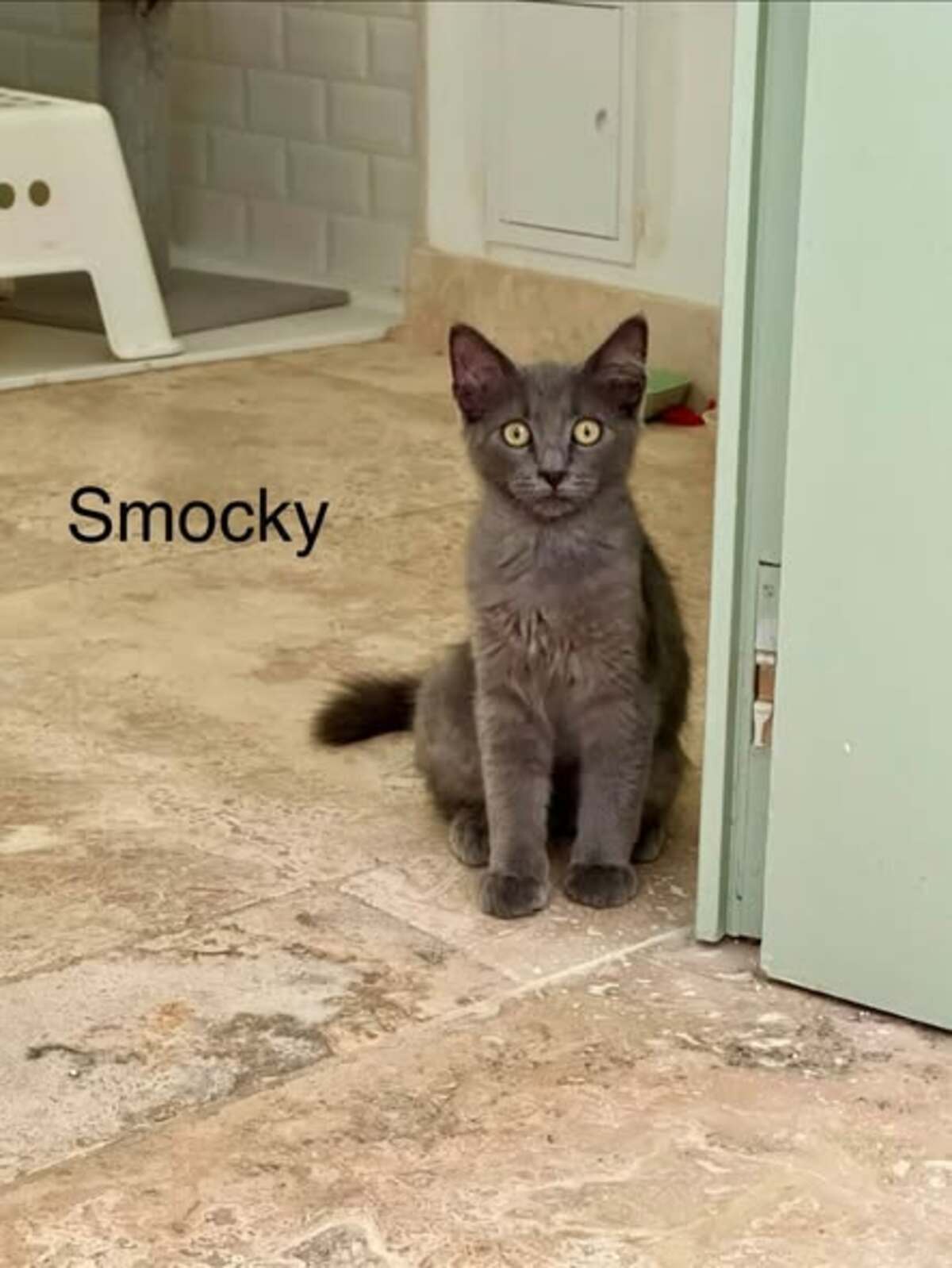 Adoption SMOCKY et BASTET