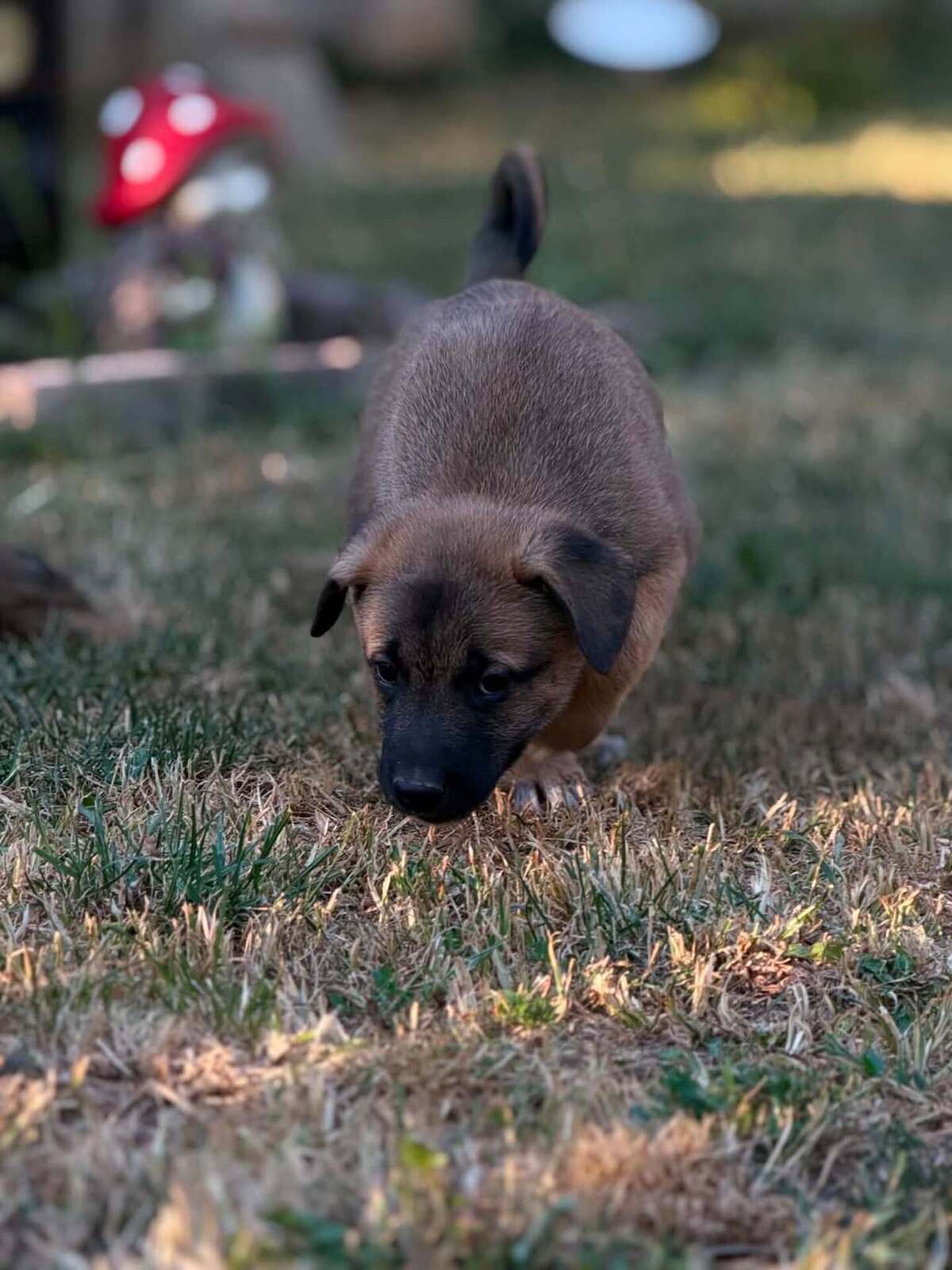 Adoption Crumble