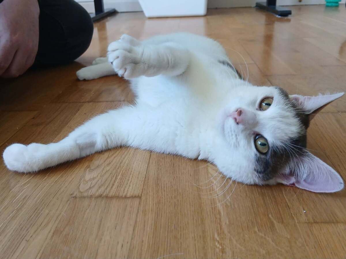 Adoption Jean