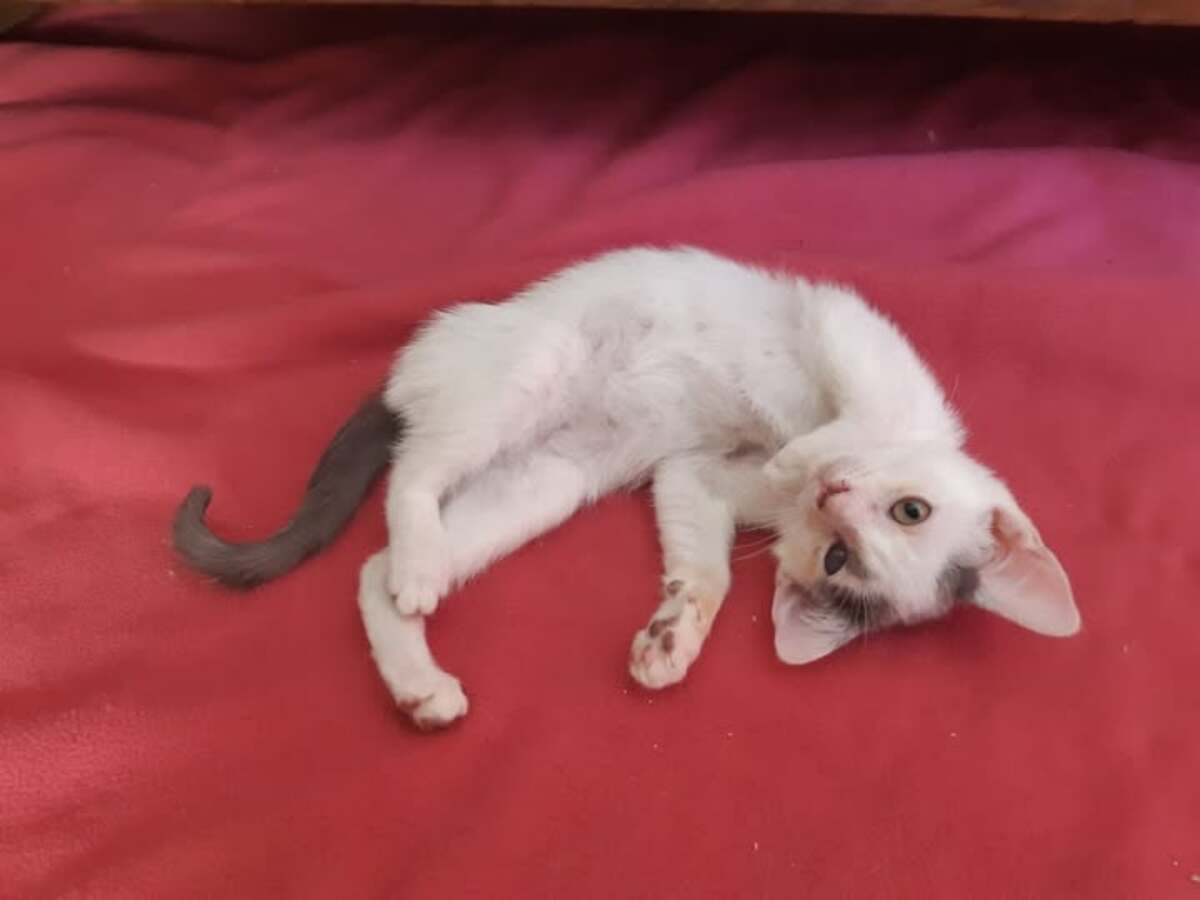 Adoption Calinou 