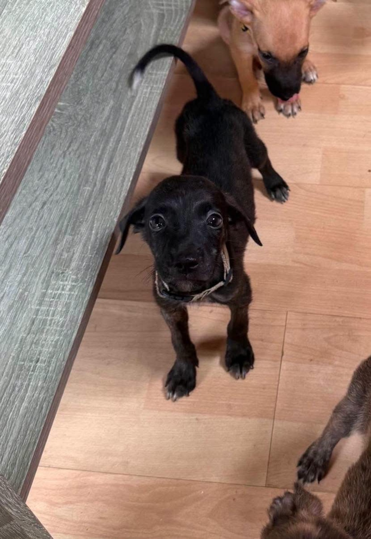 Adoption Kumo