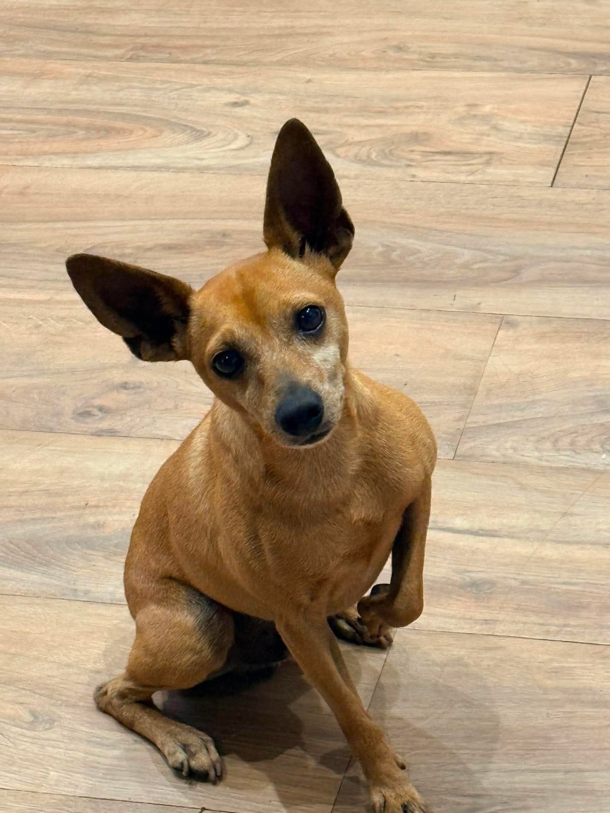 Adoption Peter