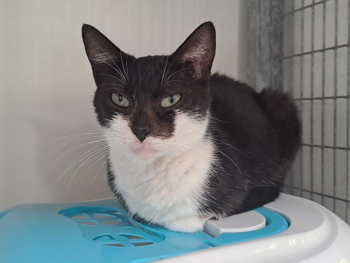 Adoption Alba
