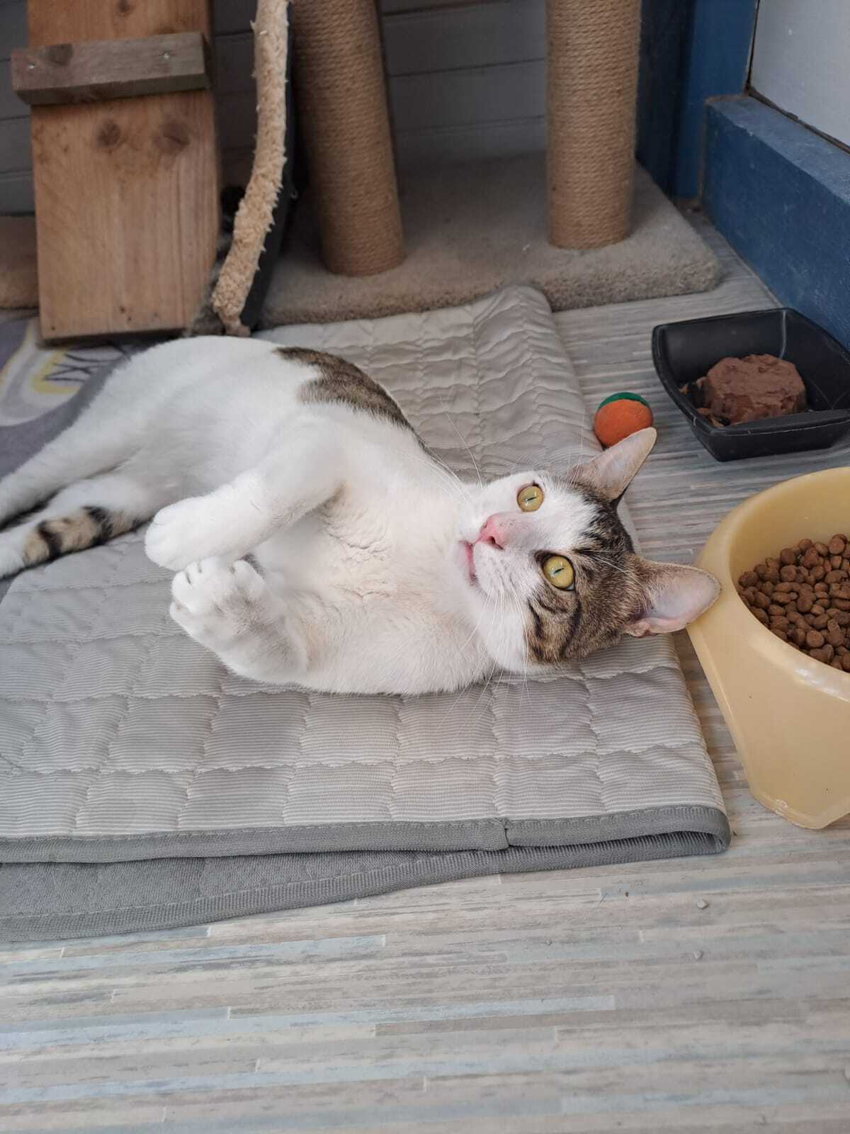 Adoption LANCELOT