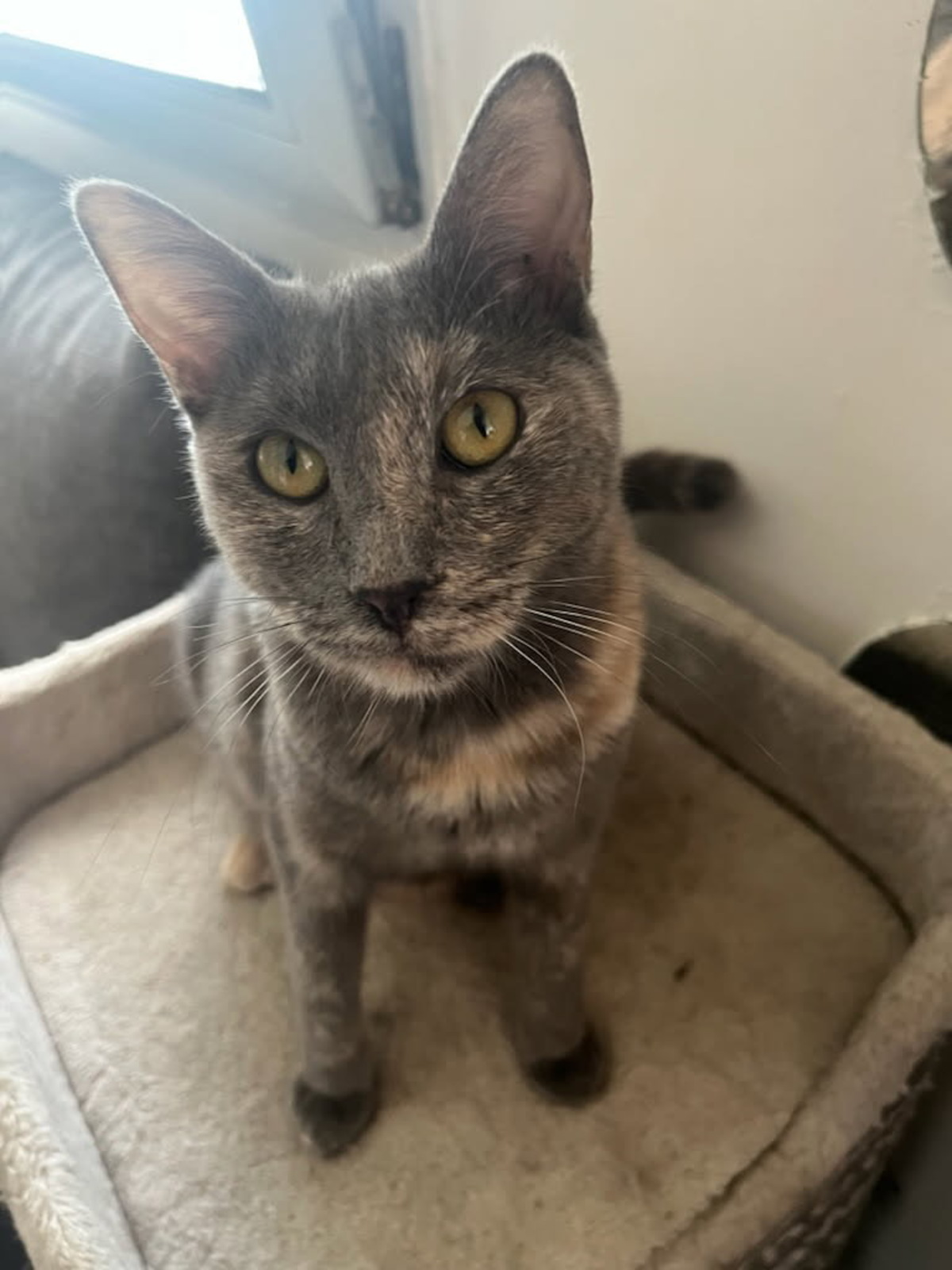 Adoption Aika