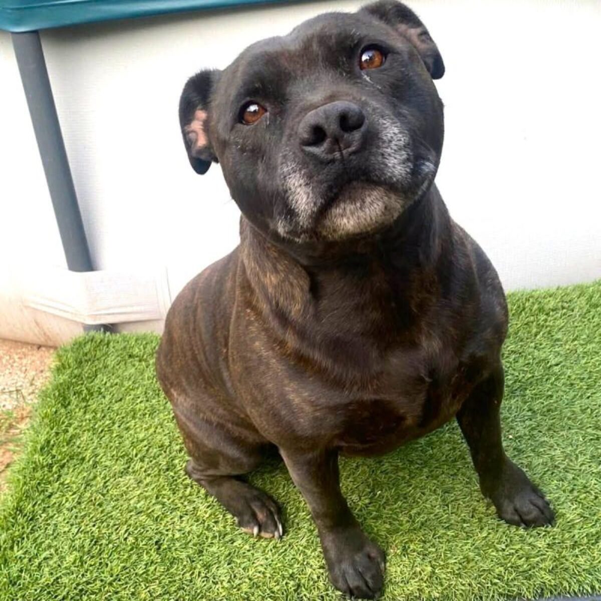 Adoption Sam 