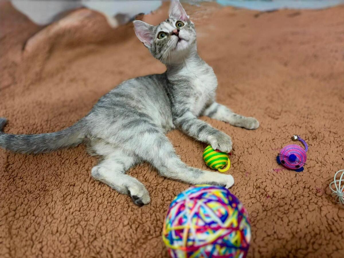 Adoption Mia