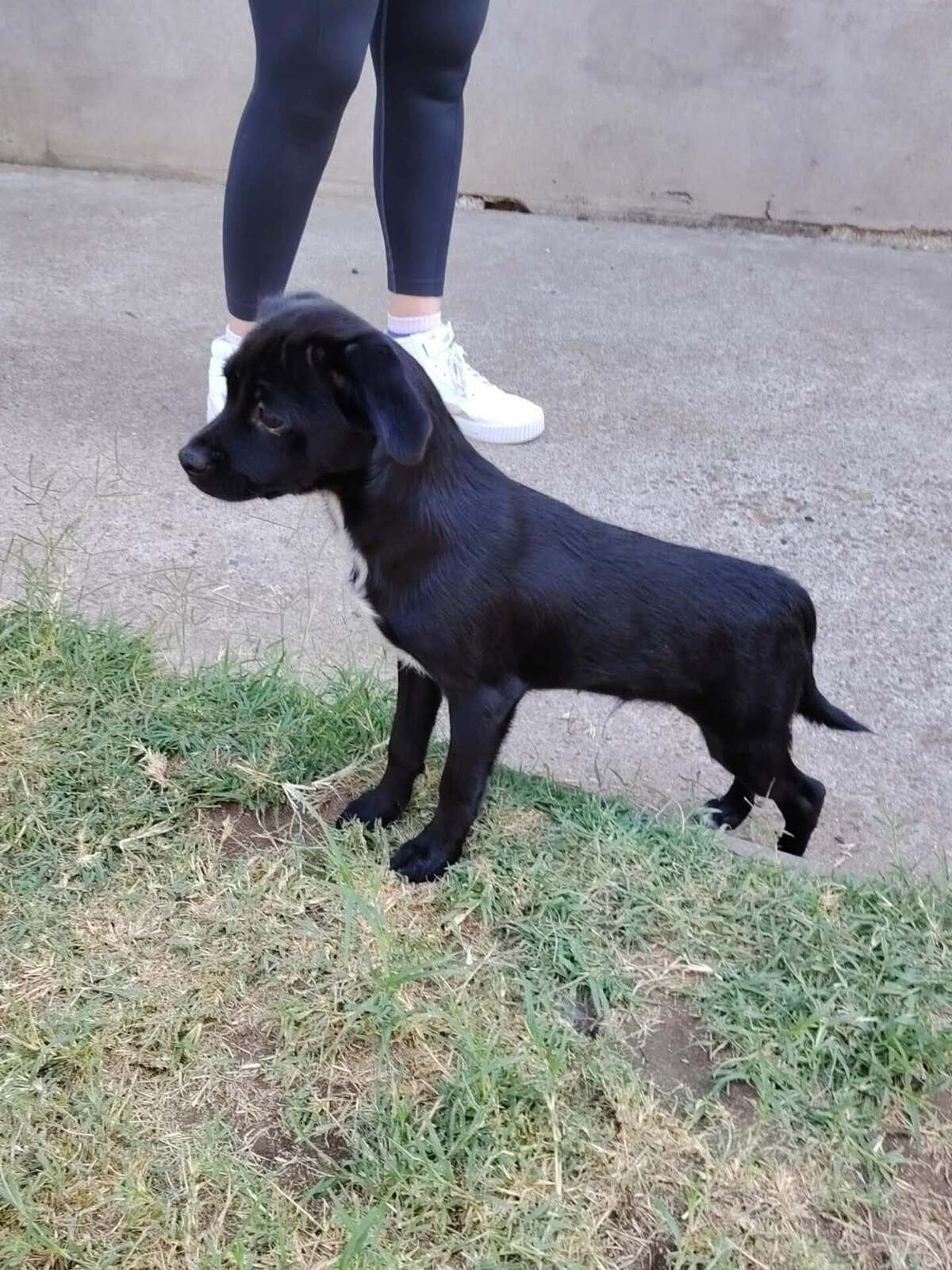 Adoption Brownie
