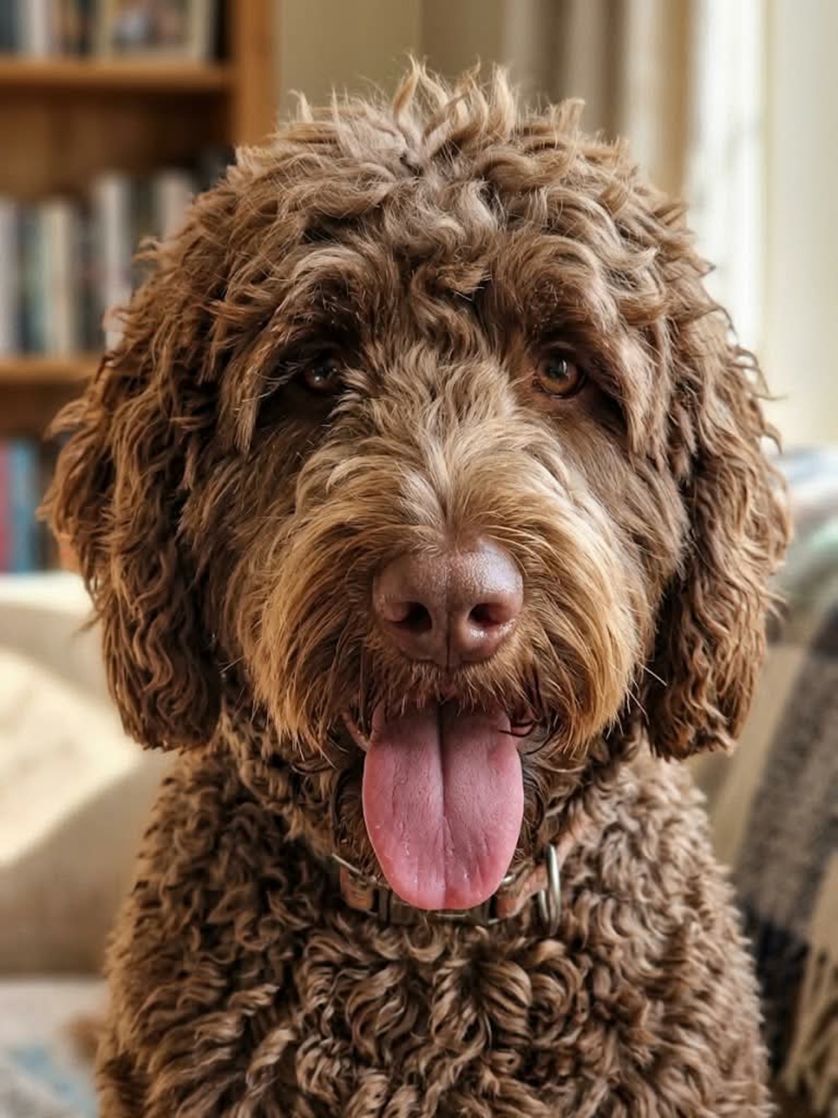 Adoption Scooby