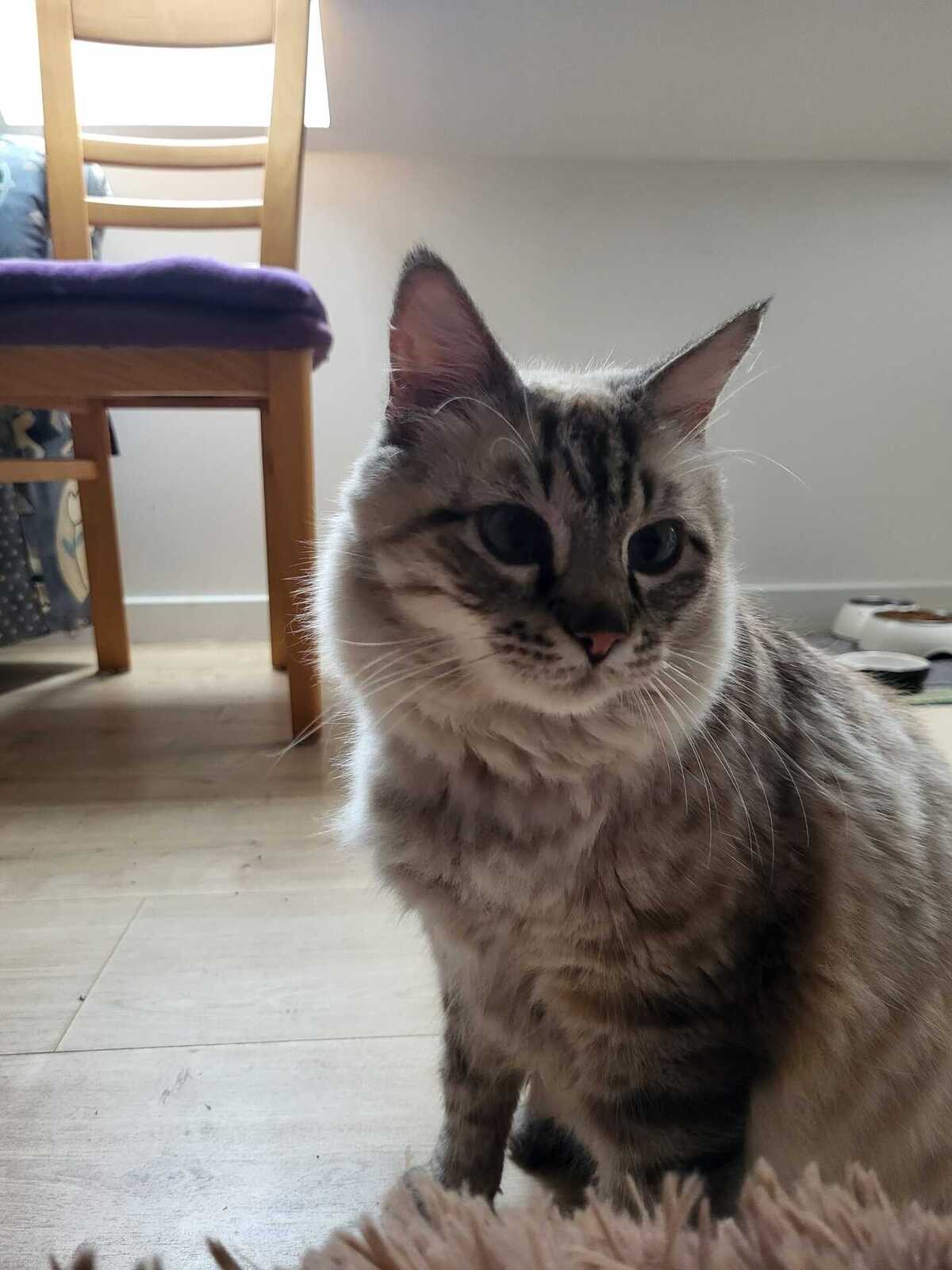 Adoption Milouche