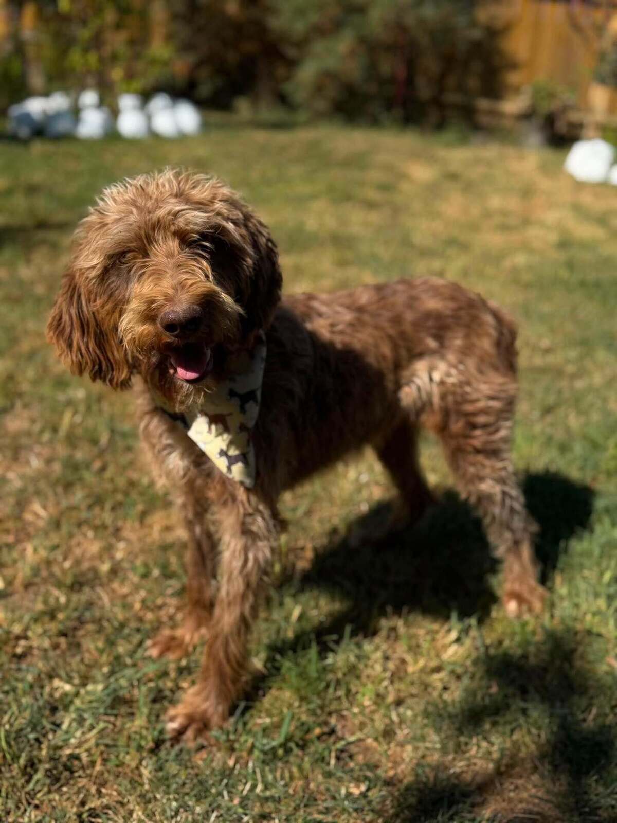 Adoption NUCAH