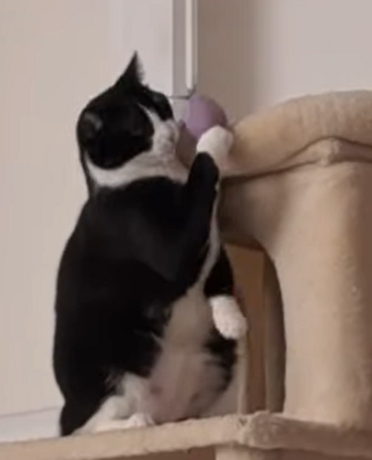 Adoption Oreo