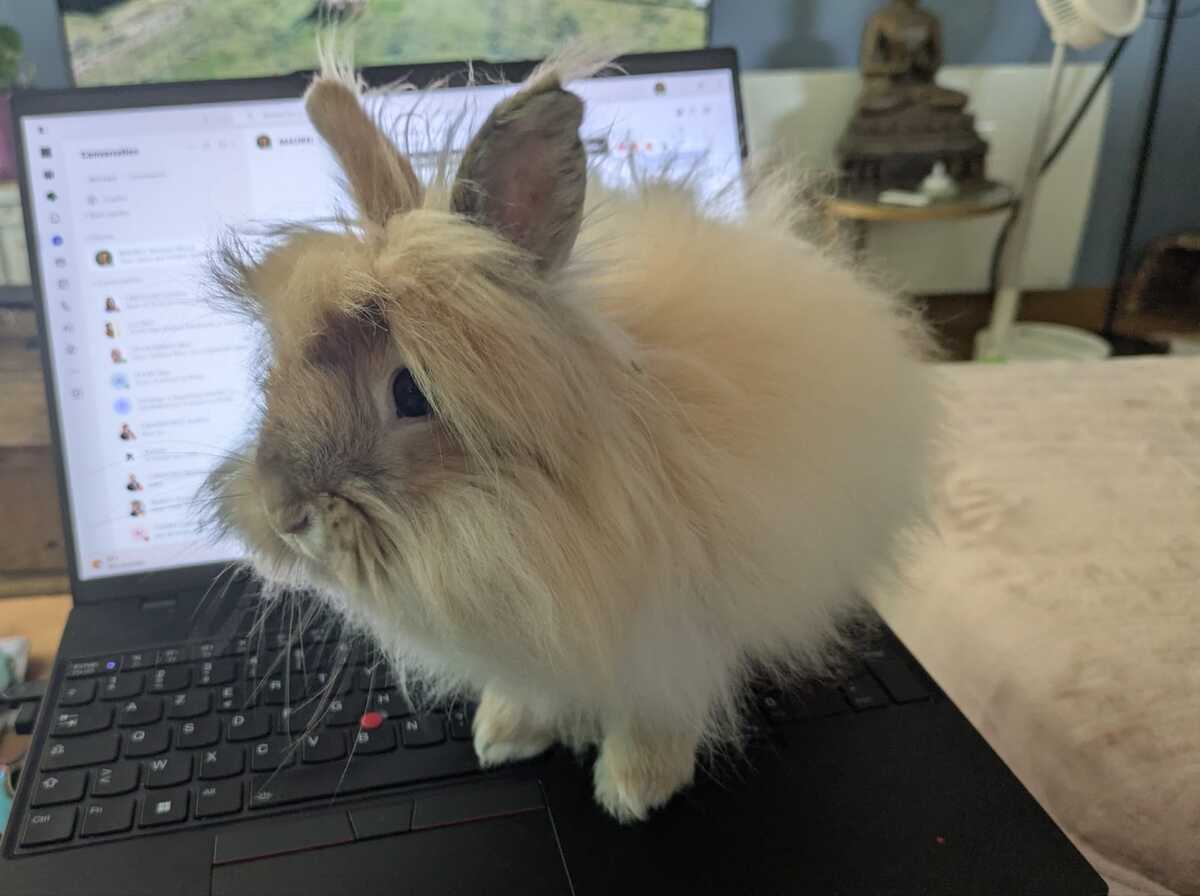 Adoption Freddie