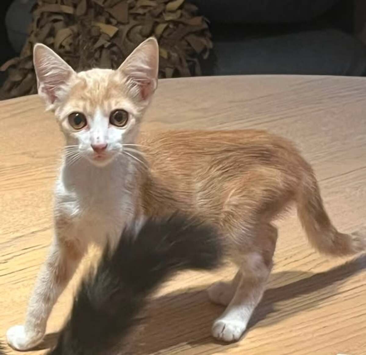 Adoption D'Artagnan