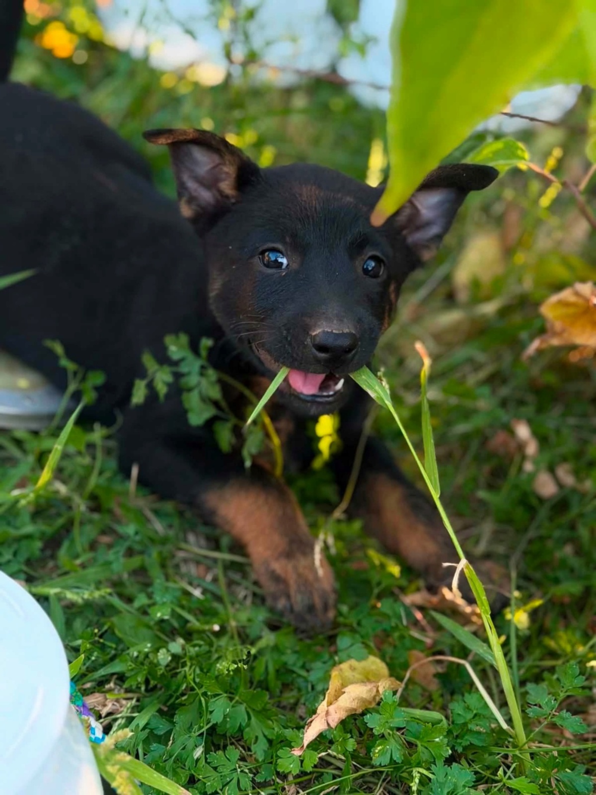 Adoption Mikado