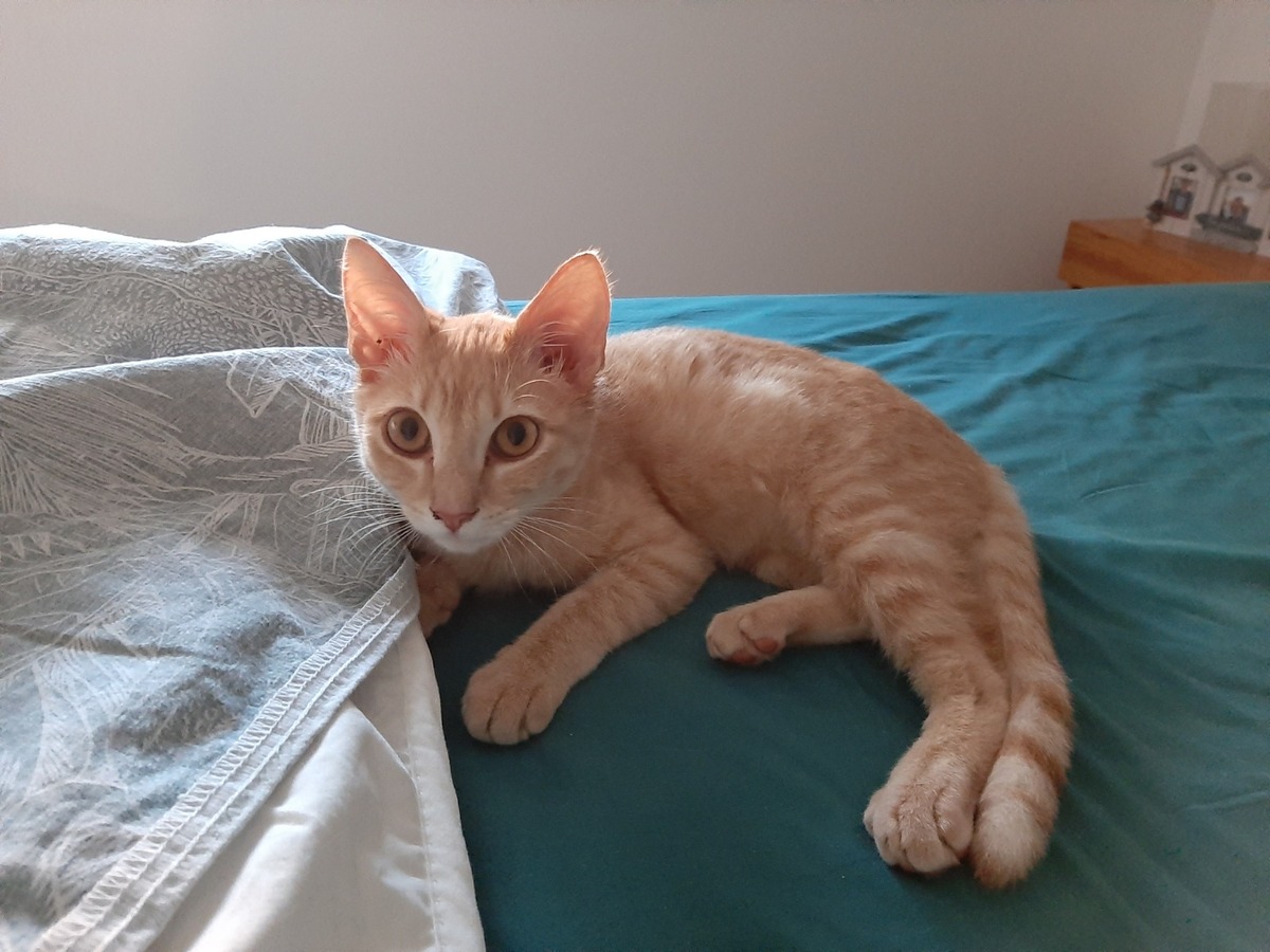 Adoption Maïqui
