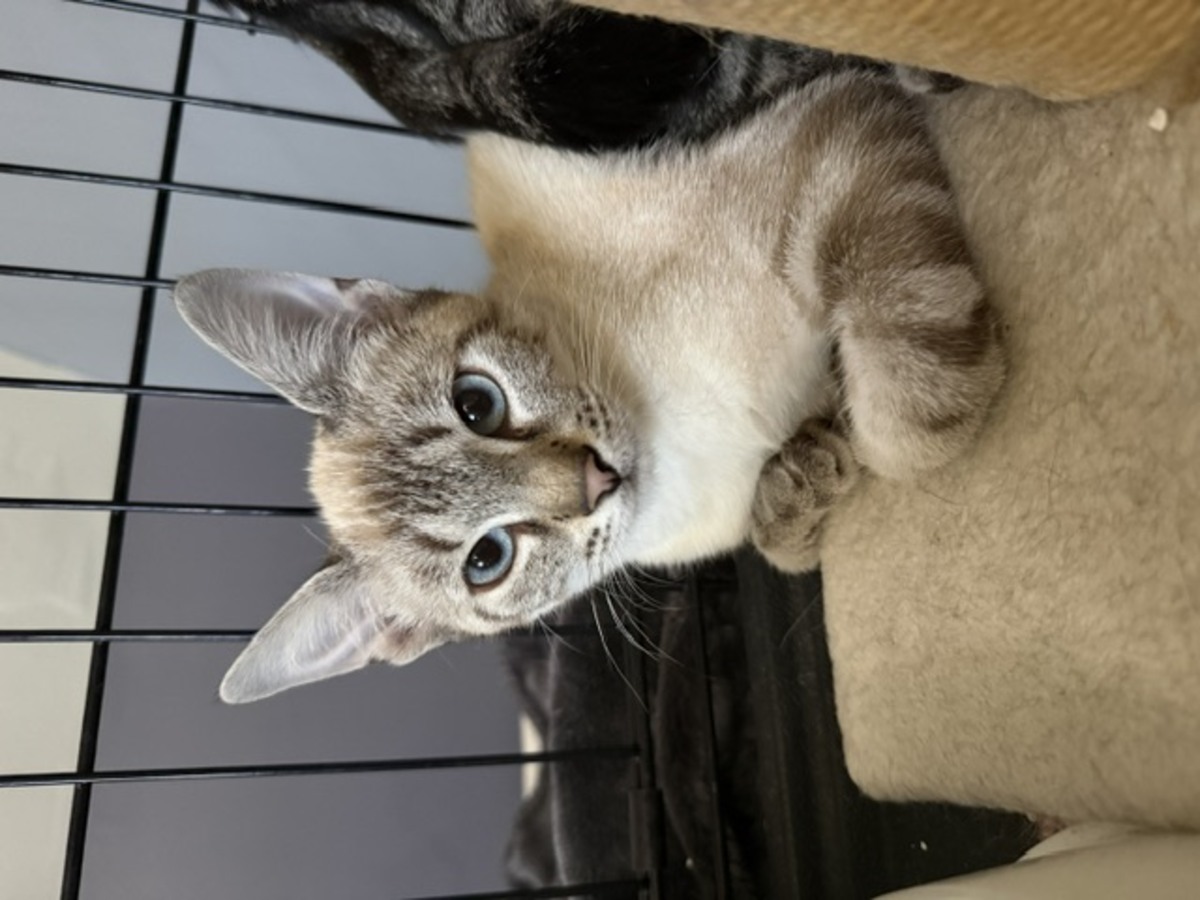 Adoption Sunshine et Sunset