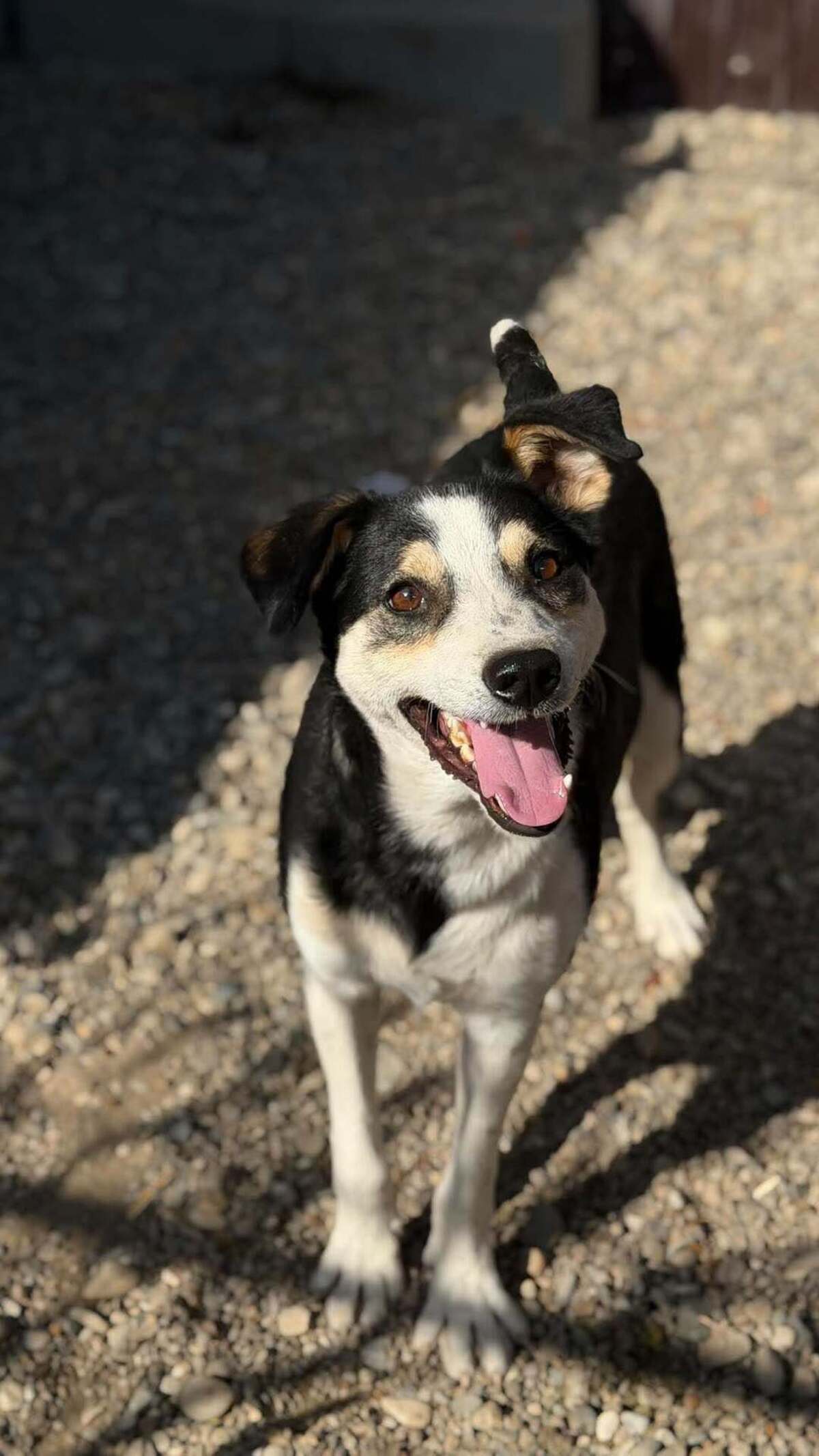 Adoption MANGUO