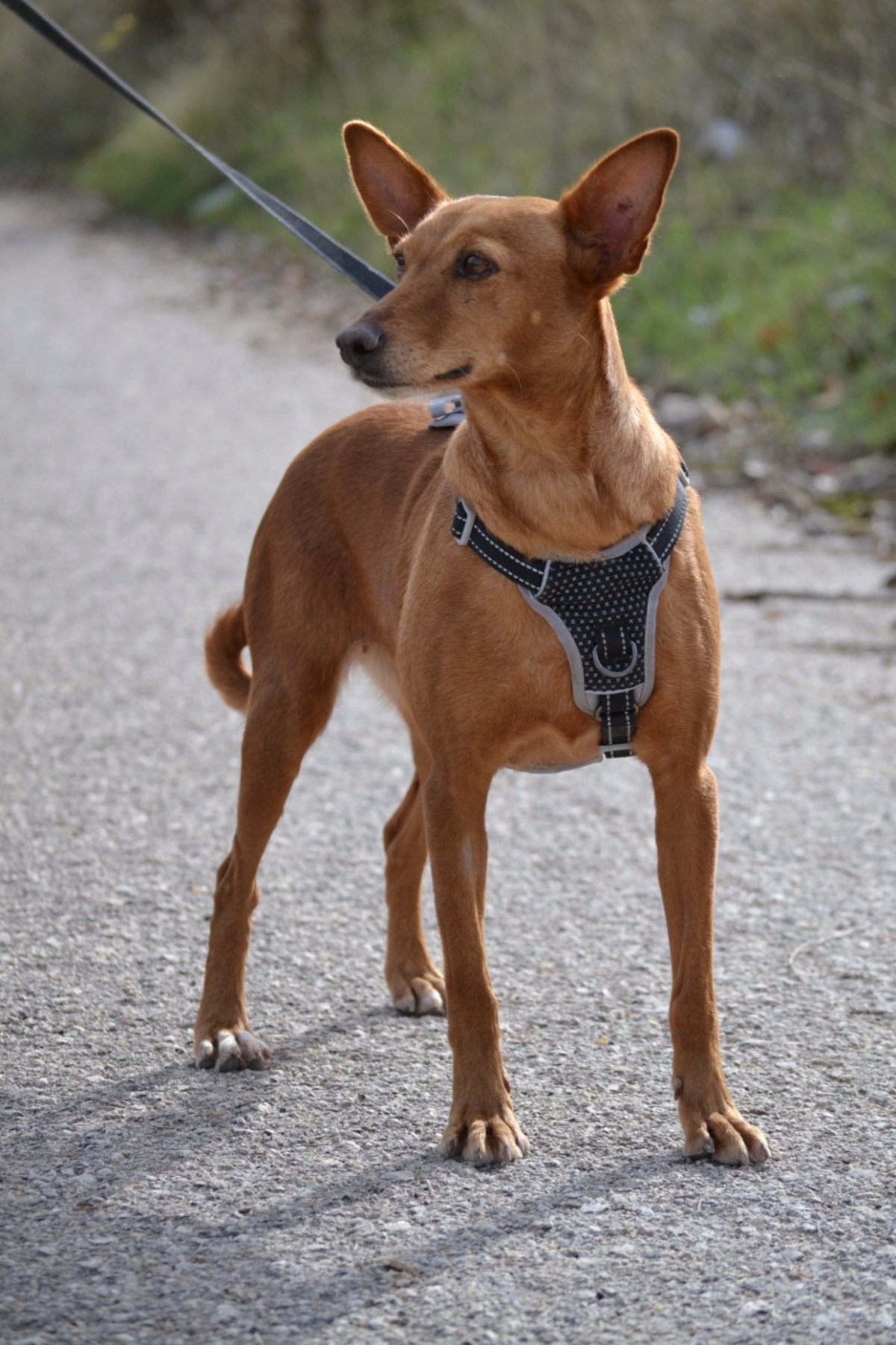 Adoption Vilma