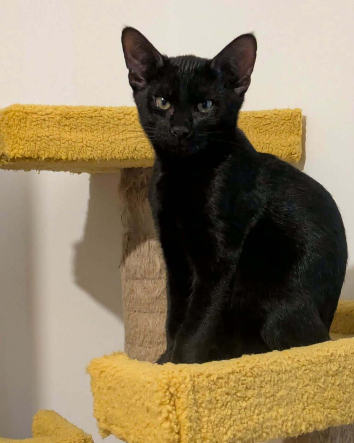Adoption BATMAN