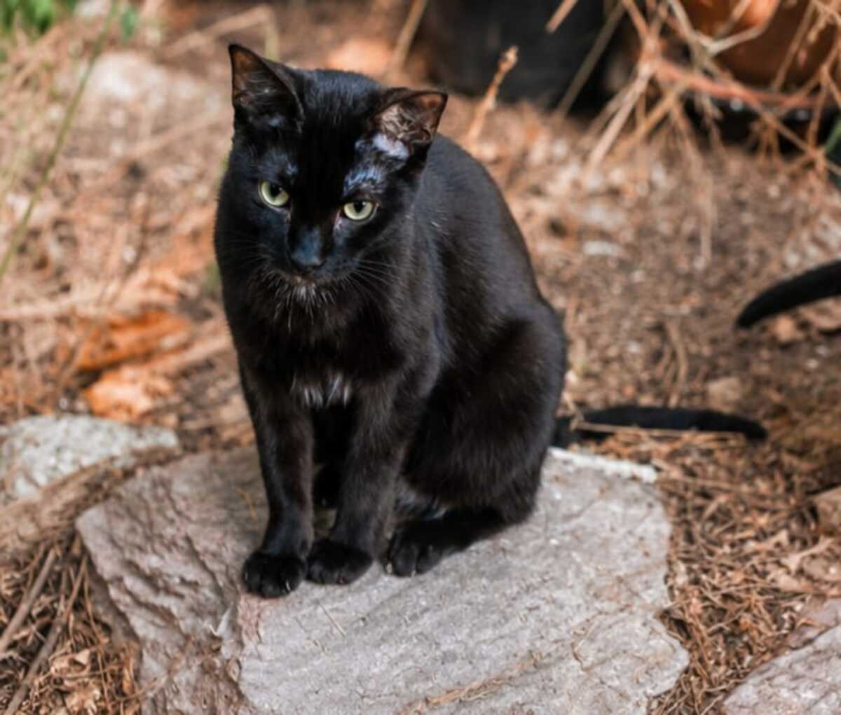 Adoption Jedï