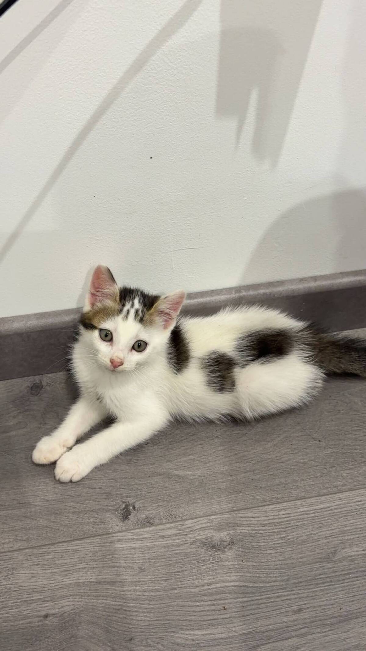 Adoption Loki
