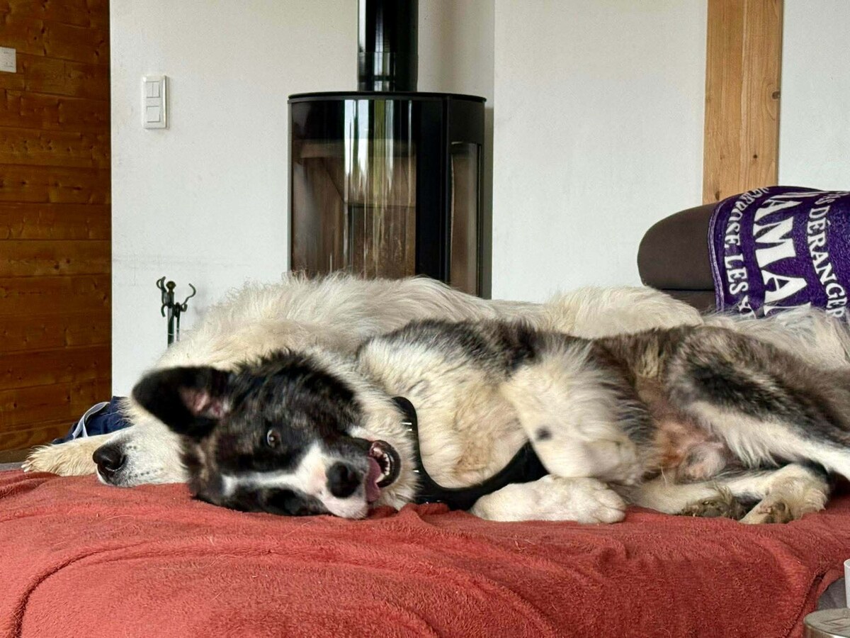 Adoption Paddy