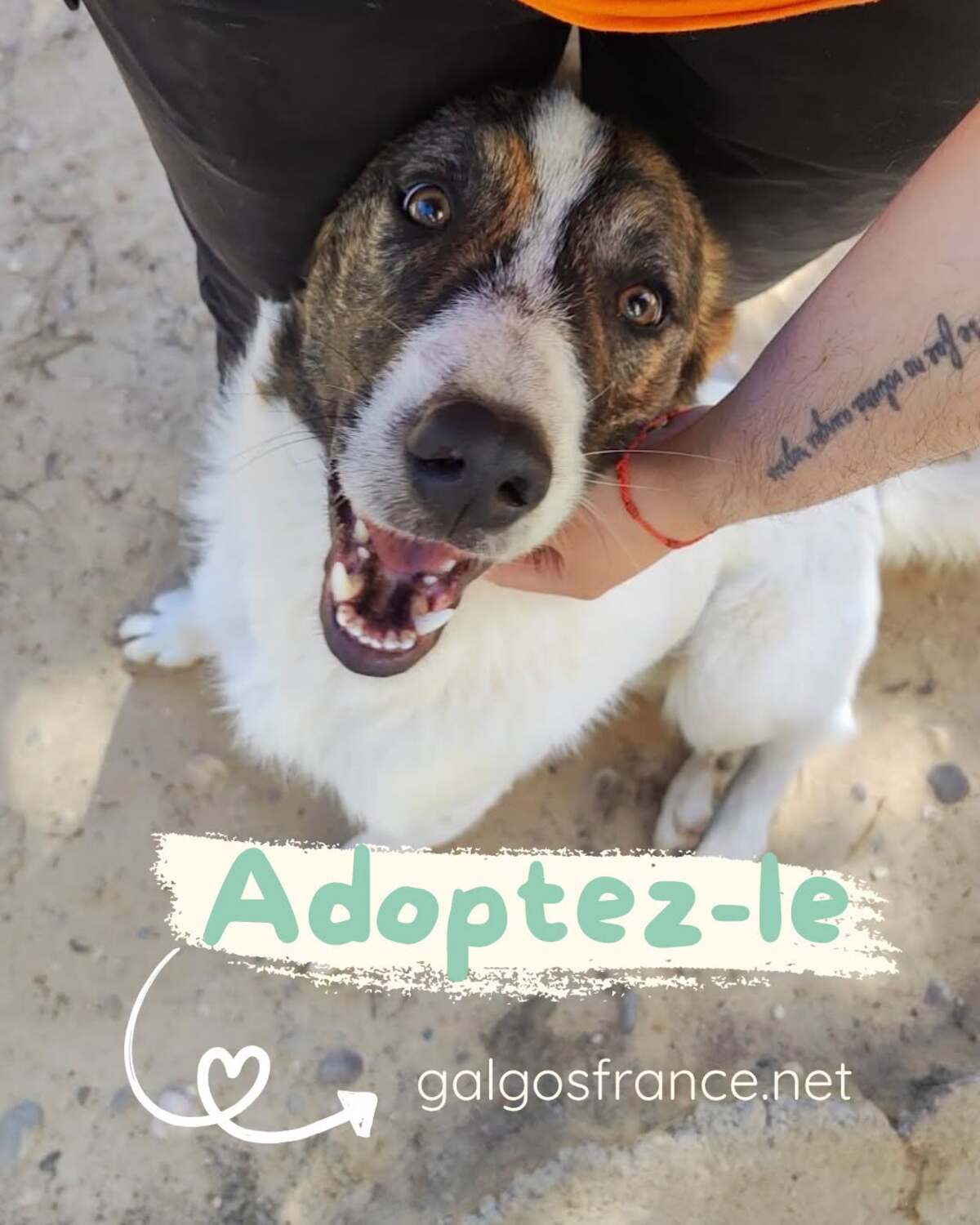 Adoption Dany