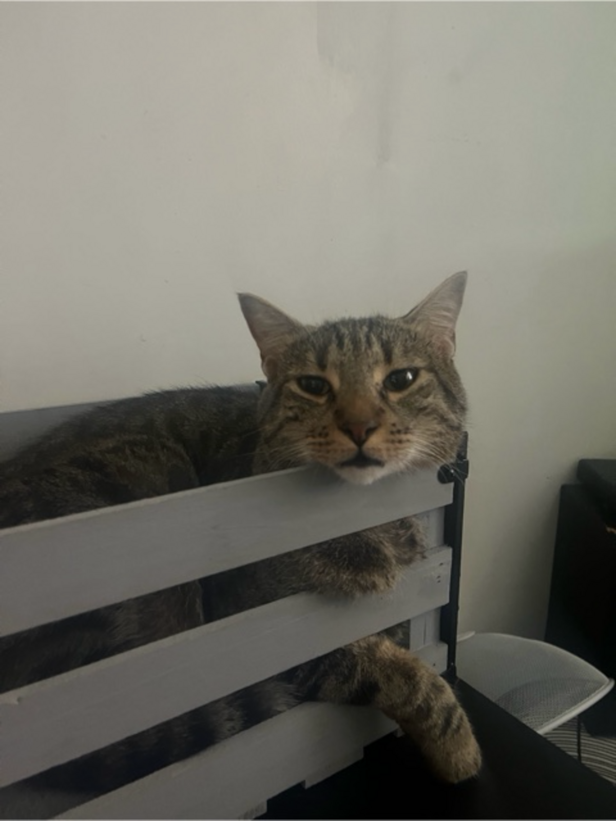 Adoption Meuzou