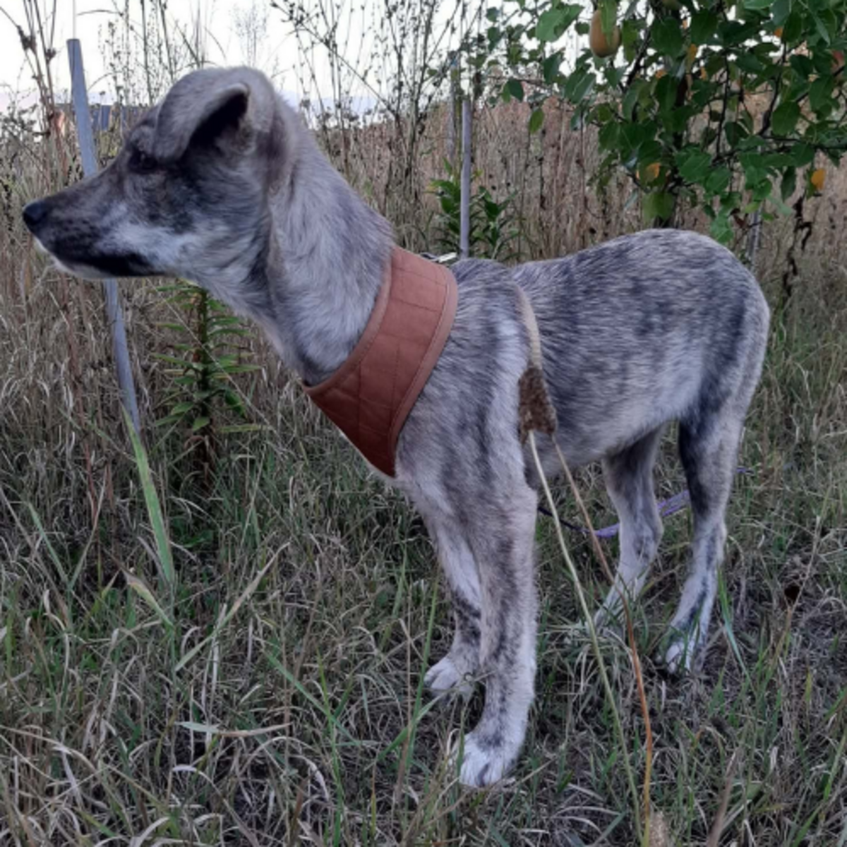 Adoption Crina