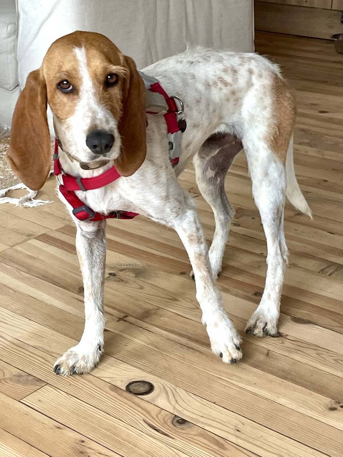 Adoption Marley