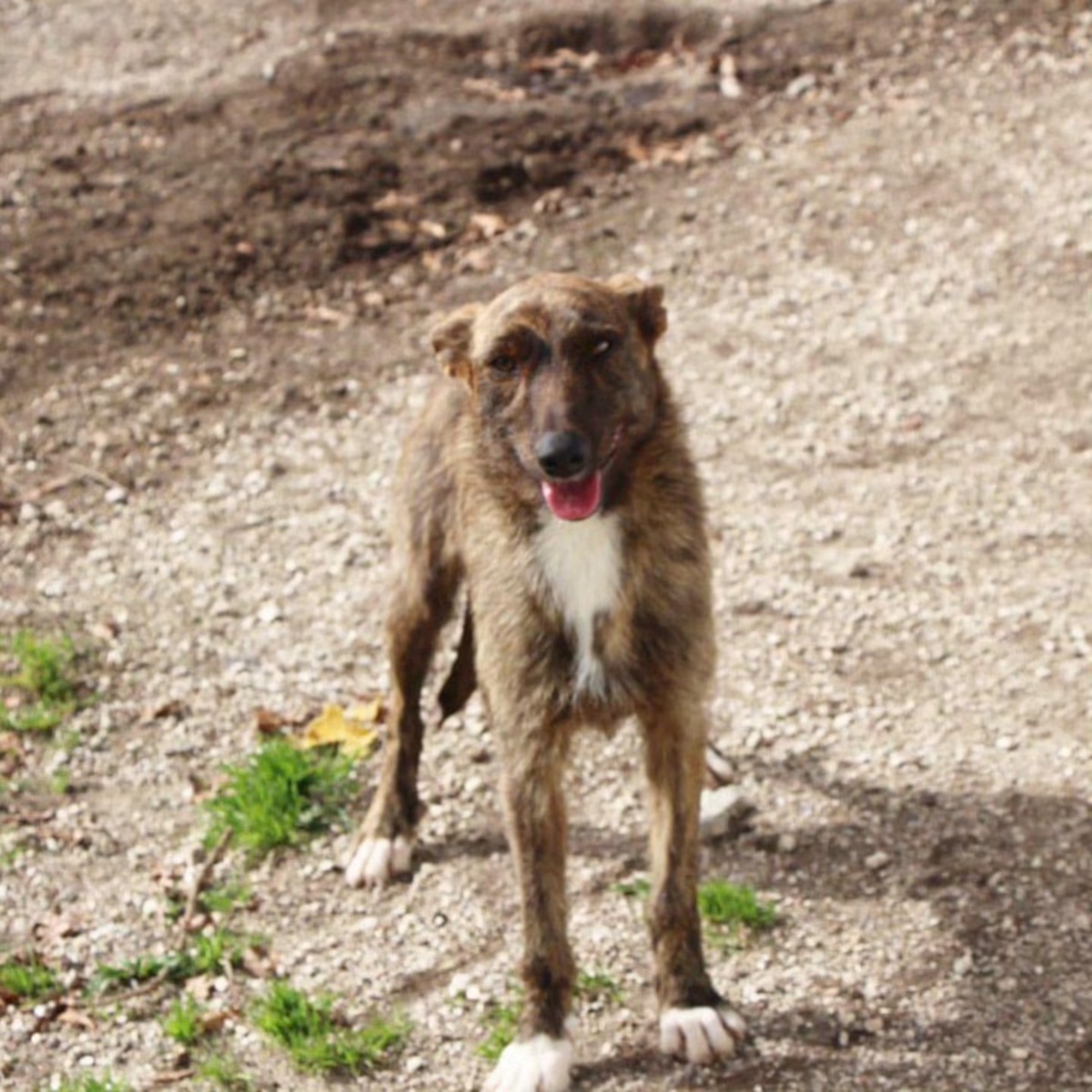 Adoption Juno