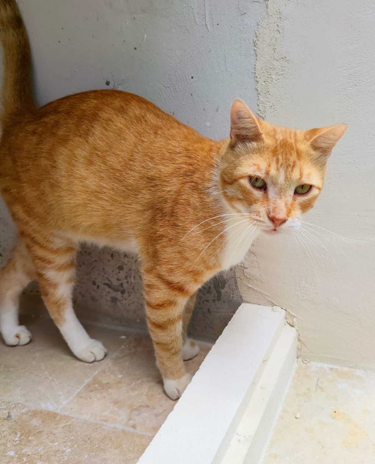 Adoption Jimmy