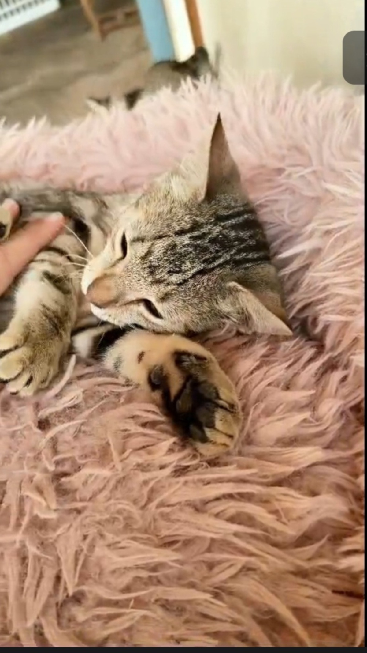 Adoption Faro