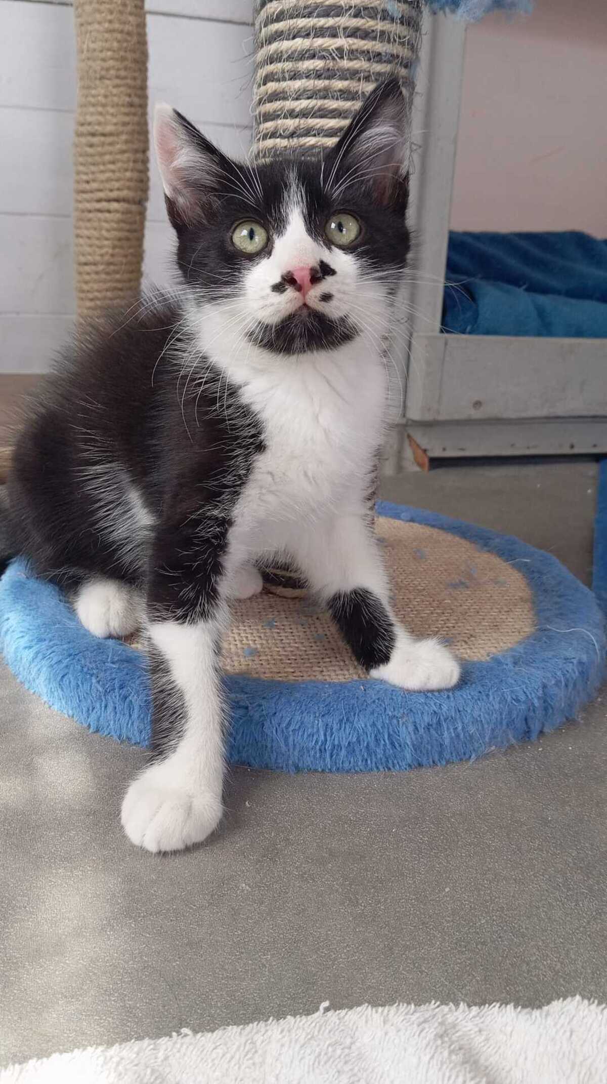 Adoption MENTHE