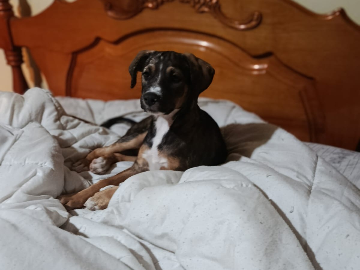 Adoption Zanah