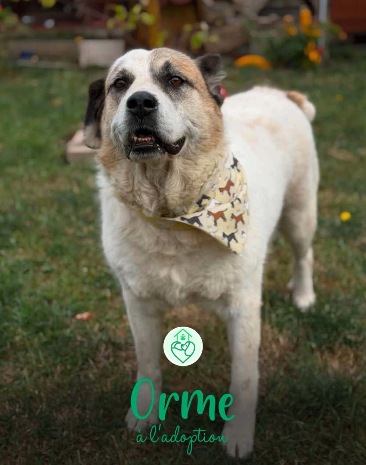 Adoption Orme