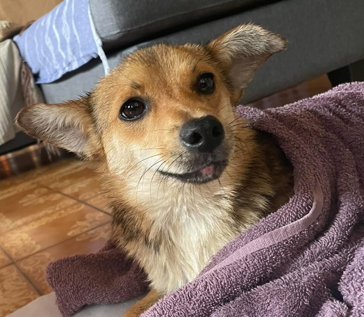 Adoption Letchis